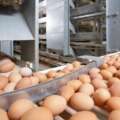 Птицефабрику за 1,2 млрд тенге строят в Костанайской области